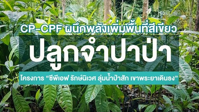 เรื่องดีดี CPF EP.188 ตอน CP-CPF 'ปลูกจำปาป่า' เพิ่มพื้นที่สีเขียวเขาพระยาเดินธง