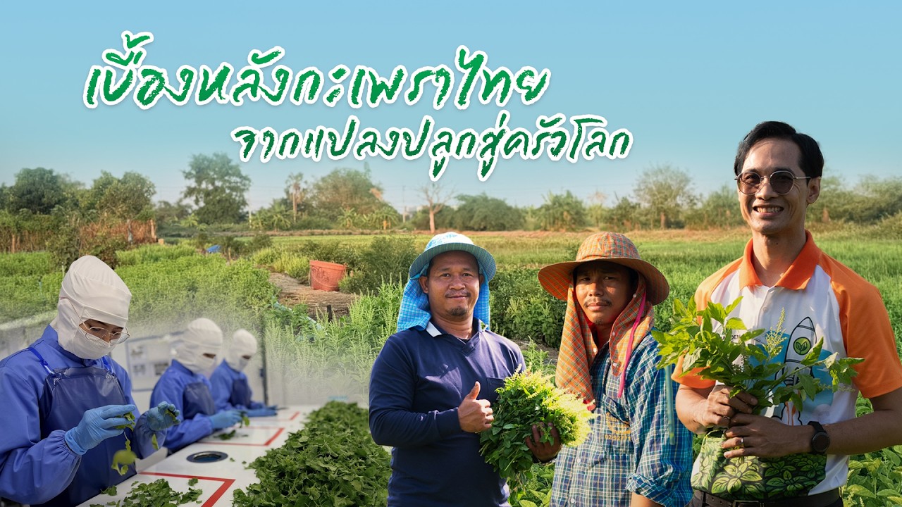 เรื่องดีดี CPF EP.381 เบื้องหลังกะเพราไทย…จากแปลงปลูกสู่ครัวโลก