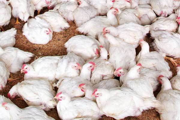 การันตีไก่เนื้อไทย…มาตรฐานโลก การันตีไก่เนื้อไทย…มาตรฐานโลก