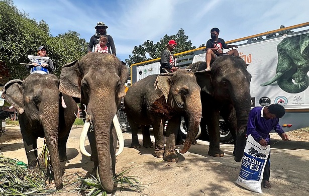 CP Foods makes food donation to save Thai elephants from COVID-19 crisis