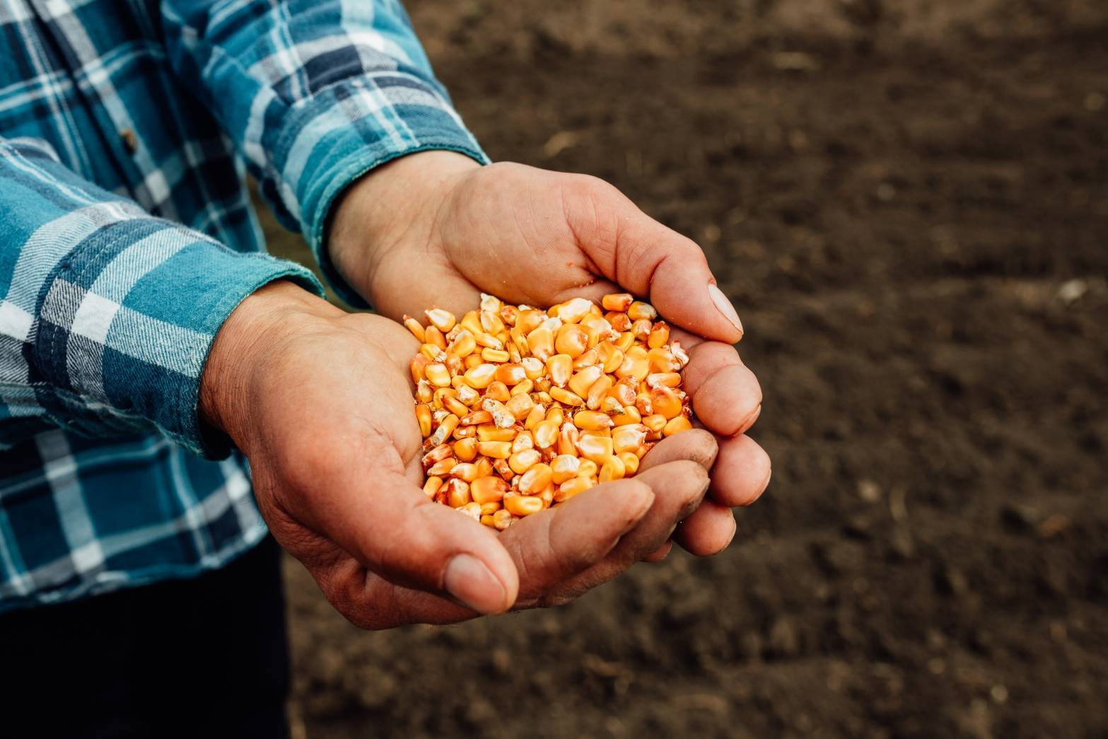 CP Group pledges to source sustainable corn in accordance with the "No Mountain-No Burn-We Buy" policy. CP Group pledges to source sustainable corn in accordance with the "No Mountain-No Burn-We Buy" policy.