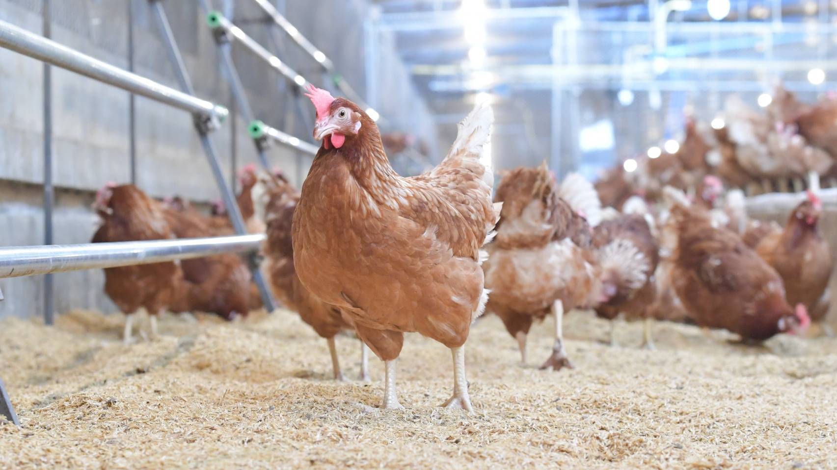 CP Foods to achieve 20 million Cage Free eggs production in 2022