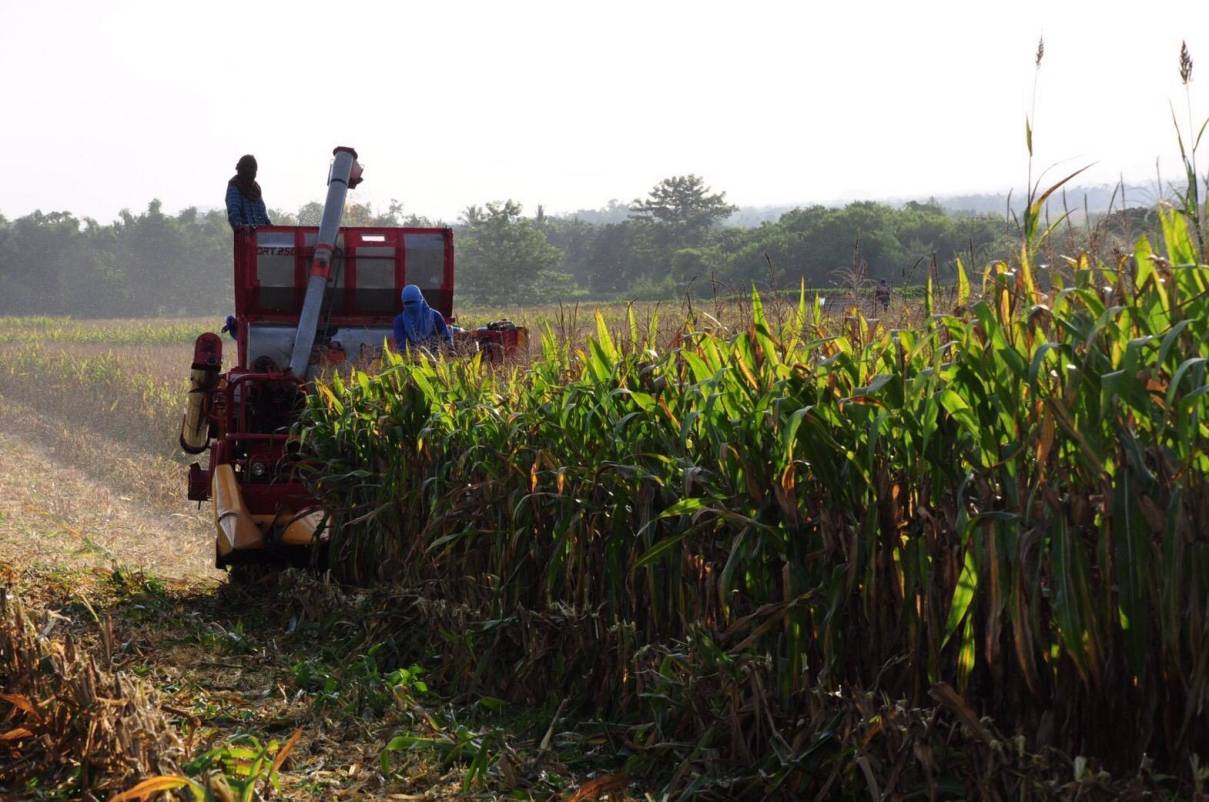 CP Foods head on with their corn sustainability project, to ensure raw material sourcing from deforestation-free areas. CP Foods head on with their corn sustainability project, to ensure raw material sourcing from deforestation-free areas.