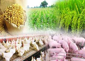 ภาคปศุสัตว์ มอง TPP กระทบภาคเกษตรกรไทย ต้องศึกษารอบคอบ ภาคปศุสัตว์ มอง TPP กระทบภาคเกษตรกรไทย ต้องศึกษารอบคอบ