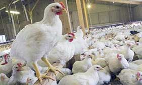 ยุทธศาสตร์ไก่เนื้อ..ไทยอันดับ 9 ยุทธศาสตร์ไก่เนื้อ..ไทยอันดับ 9