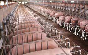 Four Decades of Contract Farming with CPF: A Path to Job Security and Fewer Risk for Farmers (Part I) Four Decades of Contract Farming with CPF: A Path to Job Security and Fewer Risk for Farmers (Part I)