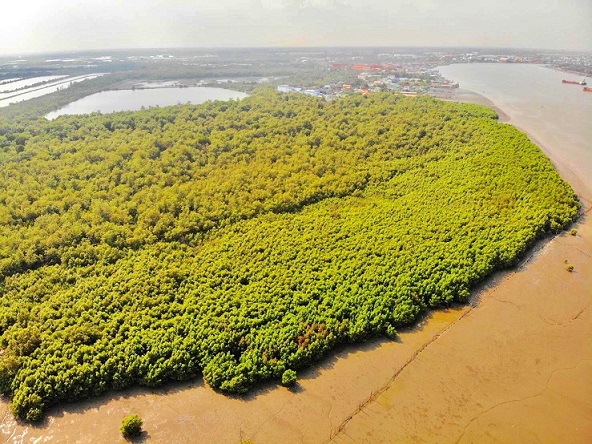 International Day of Forests 2022: CP Foods continues to revive watershed-mangrove forests