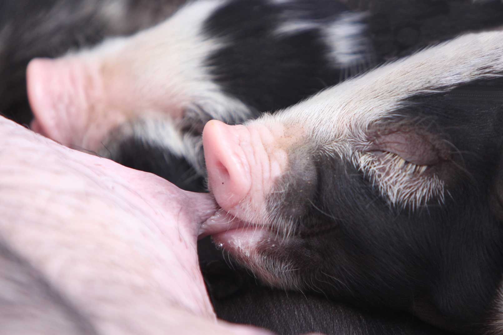 Global Animal Welfare concern underpins Thai pig farm more awareness