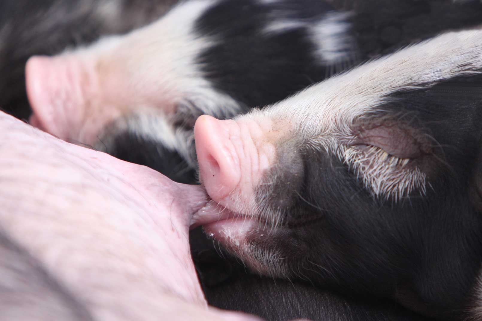 Global Animal Welfare concern underpins Thai pig farm more awareness Global Animal Welfare concern underpins Thai pig farm more awareness