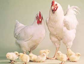 Relaxed! Eating chicken is safe. Relaxed! Eating chicken is safe.