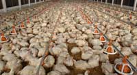 ฟิลิปปินส์เล็งเลิกแบนไก่ไทย ฟิลิปปินส์เล็งเลิกแบนไก่ไทย