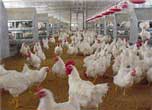 5 Freedoms ensure food quality and food safety of CPF 5 Freedoms ensure food quality and food safety of CPF