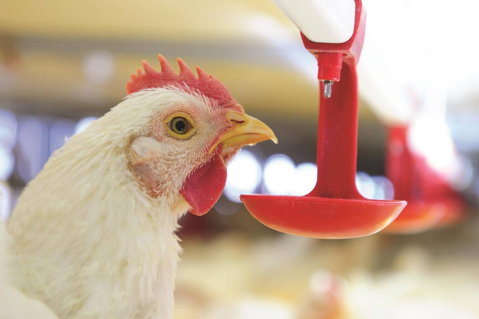 ซีพีเอฟ ยกระดับสวัสดิภาพสัตว์ เลี้ยงหมู-ไก่ด้วยโปรไบโอติกส์ สร้างภูมิจากภายใน ไม่ใช้ยาปฏิชีวนะเร่งโต ส่งผลดีต่อสุขภาพคน-สัตว์-สิ่งแวดล้อม