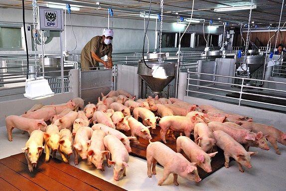 CP Foods engages contracted pig swine farmers with its Greenfarm standard, promoting biogas and solar power as renewable energy