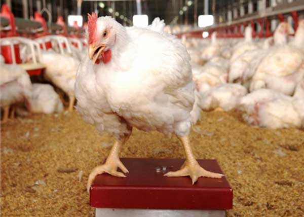 ไขข้อข้องใจ….ไก่เนื้อไทยไร้สารเร่งโต ไขข้อข้องใจ….ไก่เนื้อไทยไร้สารเร่งโต