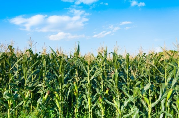 CP Foods achieves 100% zero-deforestation maize supply CP Foods achieves 100% zero-deforestation maize supply