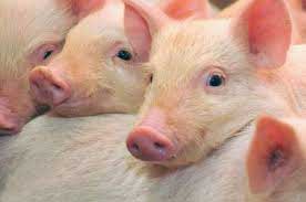กรมปศุสัตว์ โต้ไลน์ส่งต่อ “เชือดหมูไม่ได้มาตรฐาน” เป็นข่าวเก่า 6 ปีก่อน ย้ำเนื้อหมูไทยปลอดภัยได้มาตรฐานสากล กรมปศุสัตว์ โต้ไลน์ส่งต่อ “เชือดหมูไม่ได้มาตรฐาน” เป็นข่าวเก่า 6 ปีก่อน ย้ำเนื้อหมูไทยปลอดภัยได้มาตรฐานสากล