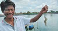 เตือนผู้เลี้ยงกุ้งระวังโรค เตือนผู้เลี้ยงกุ้งระวังโรค