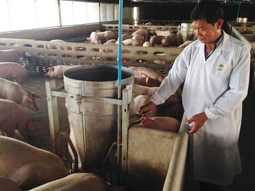 เกษตรพันธสัญญา : ตามดู ประชุมฟาร์ม หมูปลอดสาร ในฟาร์มรักษ์สิ่งแวดล้อมแปดริ้ว เกษตรพันธสัญญา : ตามดู ประชุมฟาร์ม หมูปลอดสาร ในฟาร์มรักษ์สิ่งแวดล้อมแปดริ้ว