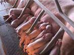 CPF transfers pork farming technic to farmers to ensure safety meat