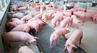 สัตวแพทย์ควบคุมฟาร์มสุกรฯ ชี้ภาวะแล้งกระทบหมูไทย-จีน-เวียดนาม-กัมพูชา-ลาวลด.. ภูมิคุ้มกันโรคต่ำเสียหายกว่า 20% หมูโตช้าส่งผลต้นทุนพุ่ง สัตวแพทย์ควบคุมฟาร์มสุกรฯ ชี้ภาวะแล้งกระทบหมูไทย-จีน-เวียดนาม-กัมพูชา-ลาวลด.. ภูมิคุ้มกันโรคต่ำเสียหายกว่า 20% หมูโตช้าส่งผลต้นทุนพุ่ง