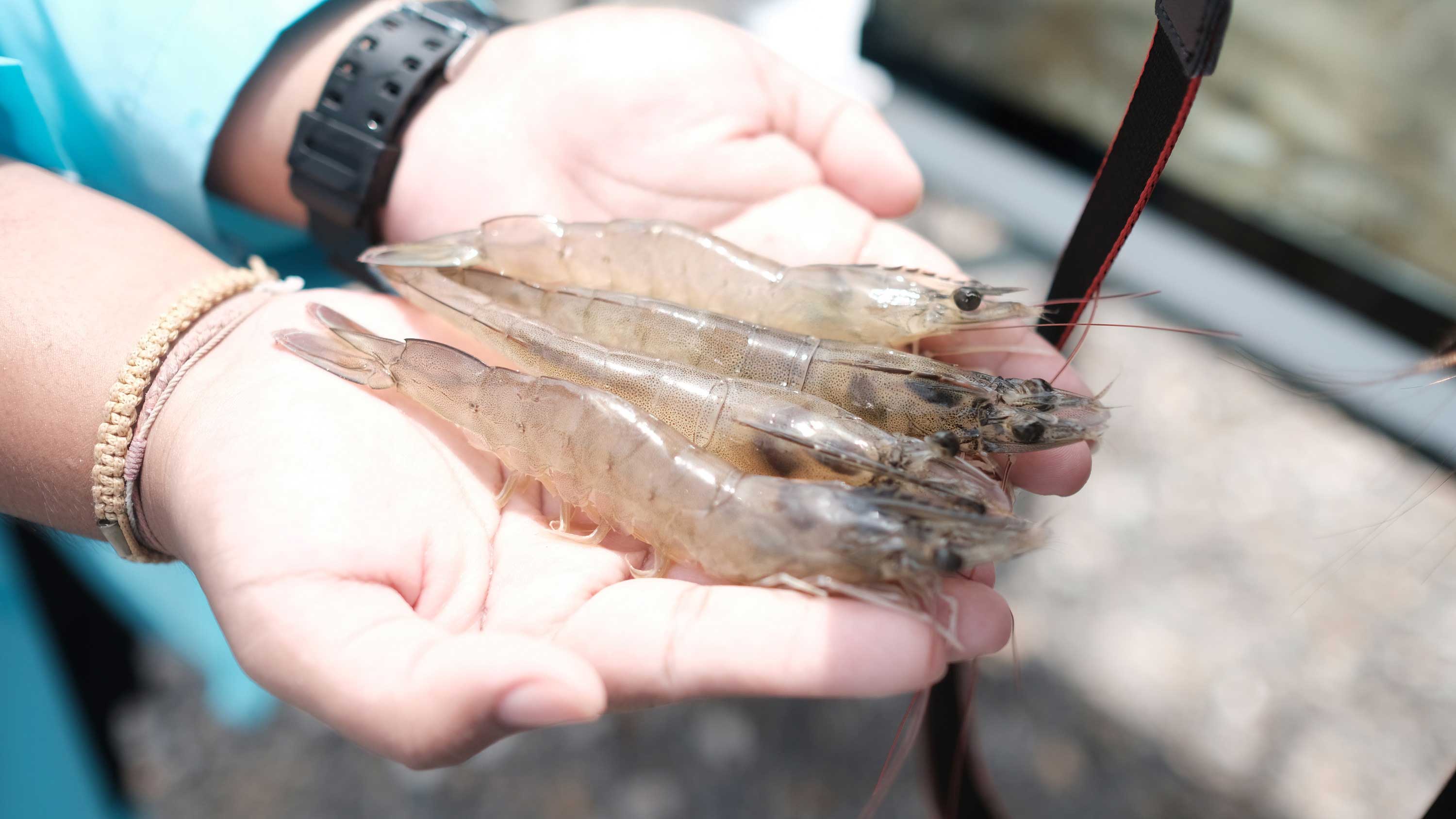 CPF experts predict Thai shrimp business to regain momentum