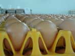 รวมพลังรณรงค์คนไทย “กินไข่ทุกวัน กินได้ทุกวัย” ตั้งเป้าปี 2561 ถึง 300 ฟอง/คน/ปี  