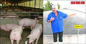 ทิ้งอาชีพวิศวกรหันเลี้ยงหมูขุนชีวิตไม่หยุดนิ่งในวัยเกษียณ ทิ้งอาชีพวิศวกรหันเลี้ยงหมูขุนชีวิตไม่หยุดนิ่งในวัยเกษียณ