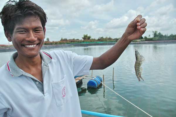 นายกสมาคมกุ้งไทยคาดผลผลิตกุ้งโดยรวมปีนี้2.1แสนตัน นายกสมาคมกุ้งไทยคาดผลผลิตกุ้งโดยรวมปีนี้2.1แสนตัน