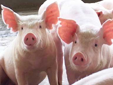 Hygienic Pork for Consumers’ Confidence and Traceability Hygienic Pork for Consumers’ Confidence and Traceability