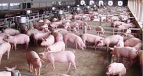 ซีพีเอฟชวนเกษตรกรเปลี่ยนขี้หมูเป็นแก๊สปันชุมชน ลดรายจ่ายเพิ่มรายได้ชาวแพรกหา จ.พัทลุง ซีพีเอฟชวนเกษตรกรเปลี่ยนขี้หมูเป็นแก๊สปันชุมชน ลดรายจ่ายเพิ่มรายได้ชาวแพรกหา จ.พัทลุง