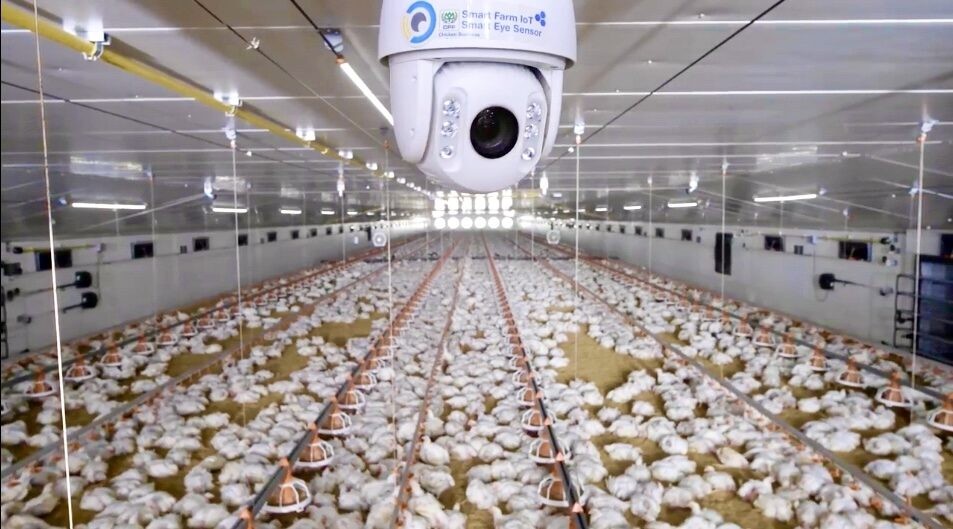 Sustainable Animal Welfare : The Key to Safe Food and Environmental Balance Sustainable Animal Welfare : The Key to Safe Food and Environmental Balance