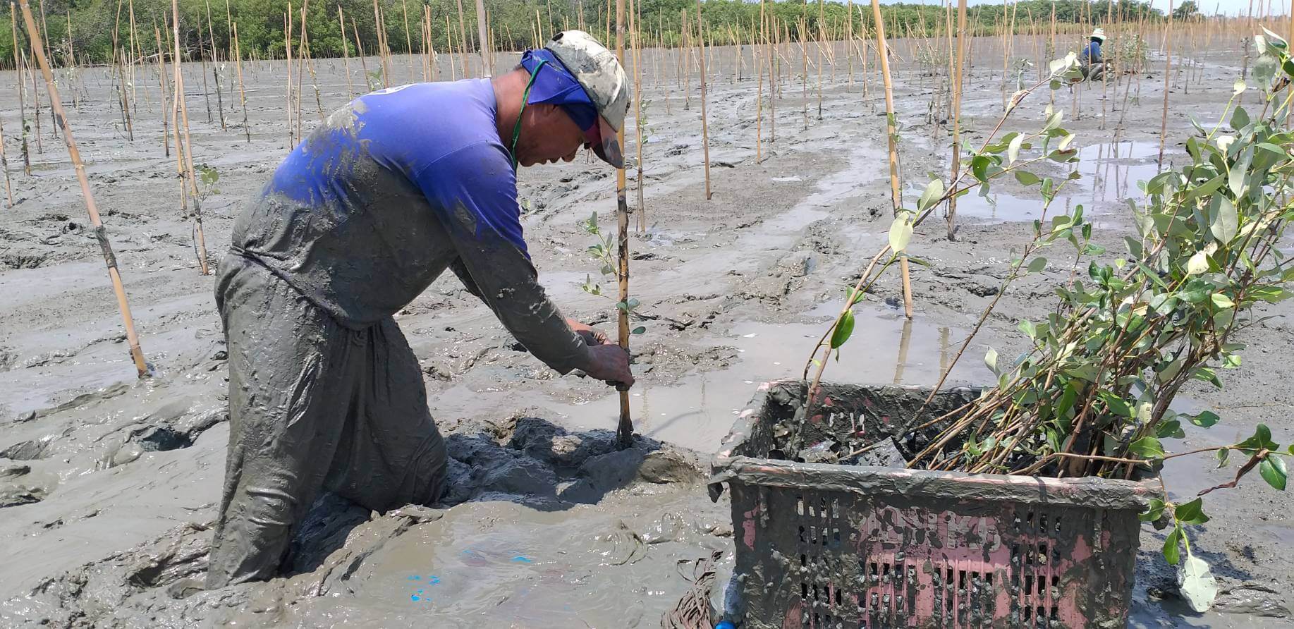 CPF continues to conserve and restore mangrove forests to build food security