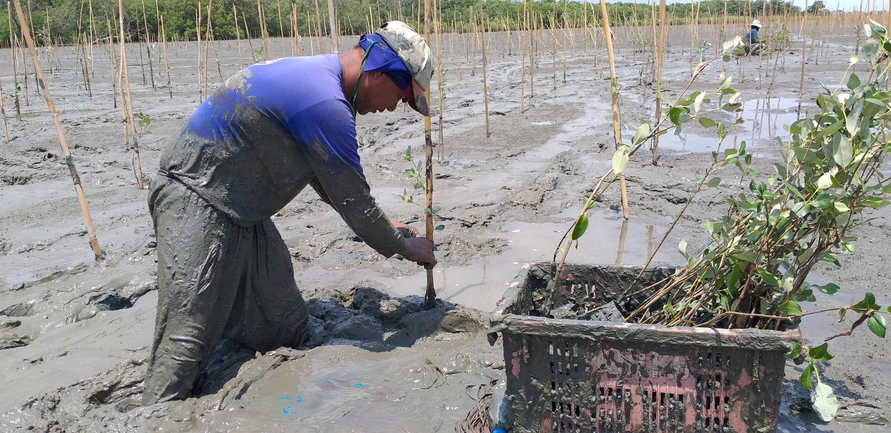 CPF continues to conserve and restore mangrove forests to build food security CPF continues to conserve and restore mangrove forests to build food security