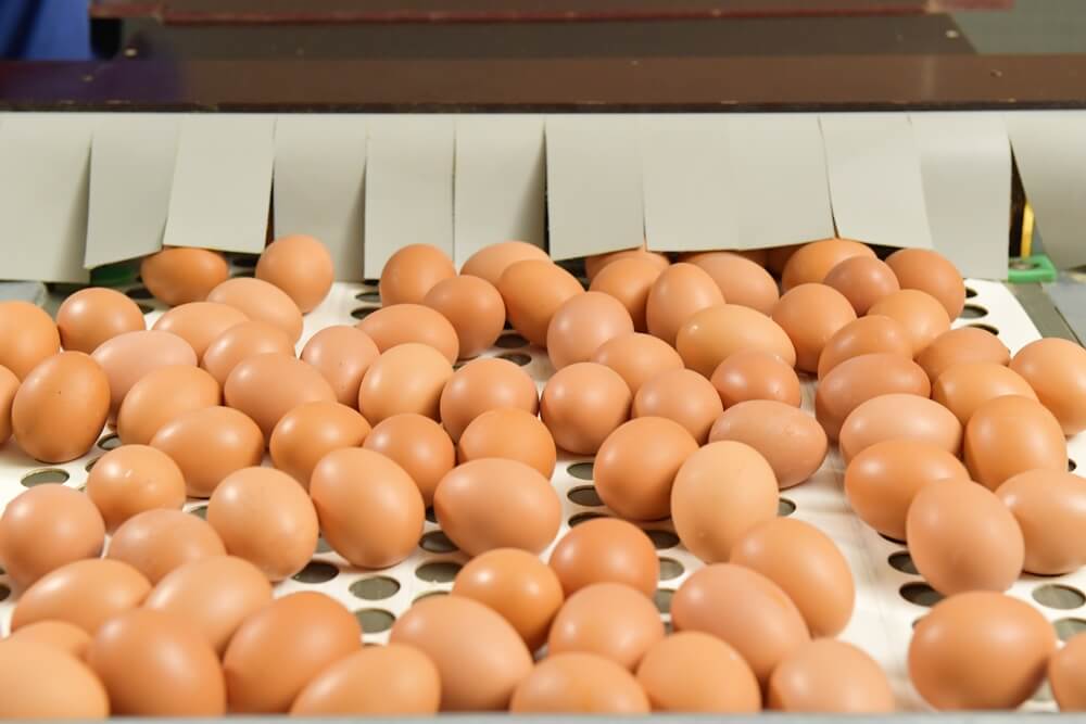 ไข่ไก่ปรับราคา แต่เกษตรกรยังไม่พ้นวิกฤติ