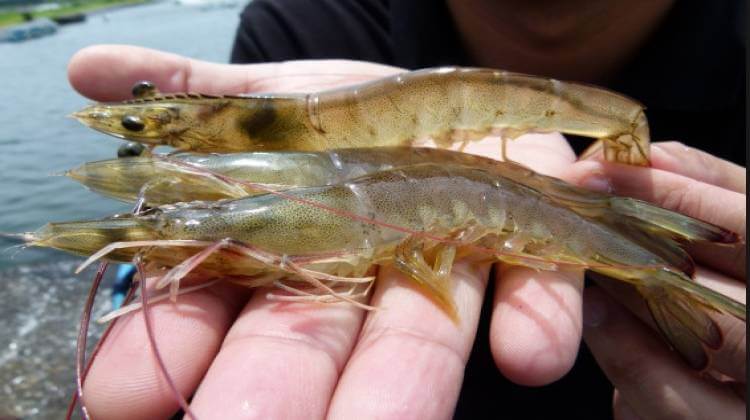 CP Foods sees opportunities for Thai shrimp in post-covid-19 era CP Foods sees opportunities for Thai shrimp in post-covid-19 era