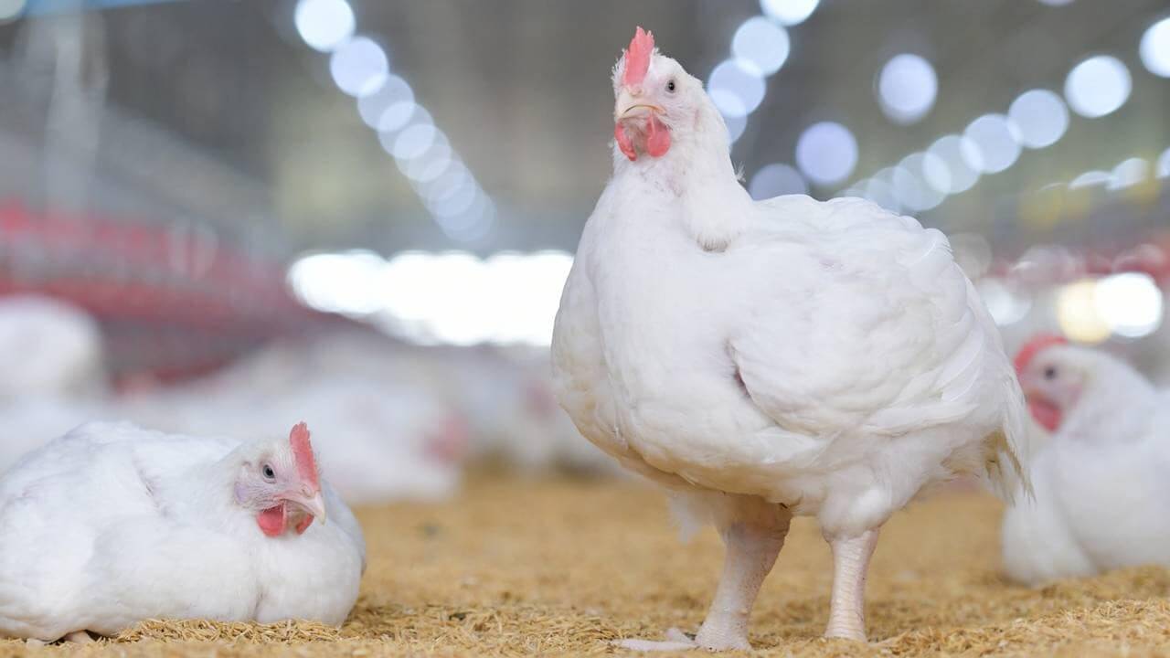 CP Foods moves up one tier on the latest Business Benchmark on Farm Animal Welfare