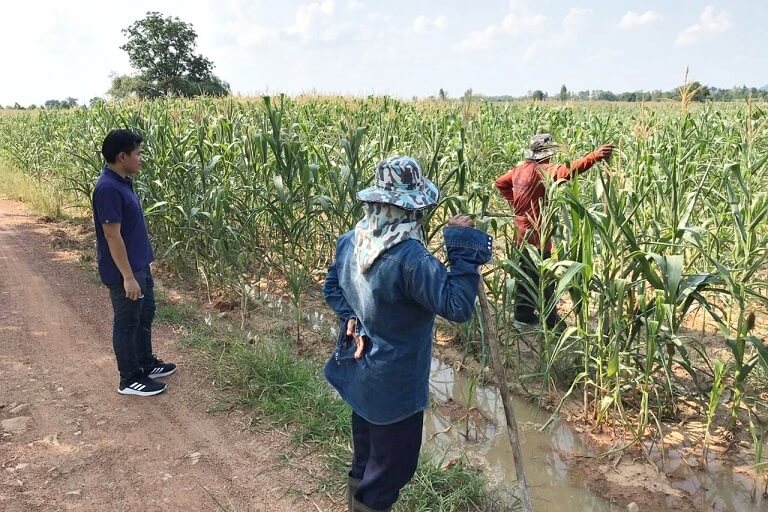 CPF upholds “no mountain, no burning, we buy” motto, to use only 100% legally-sourced maize