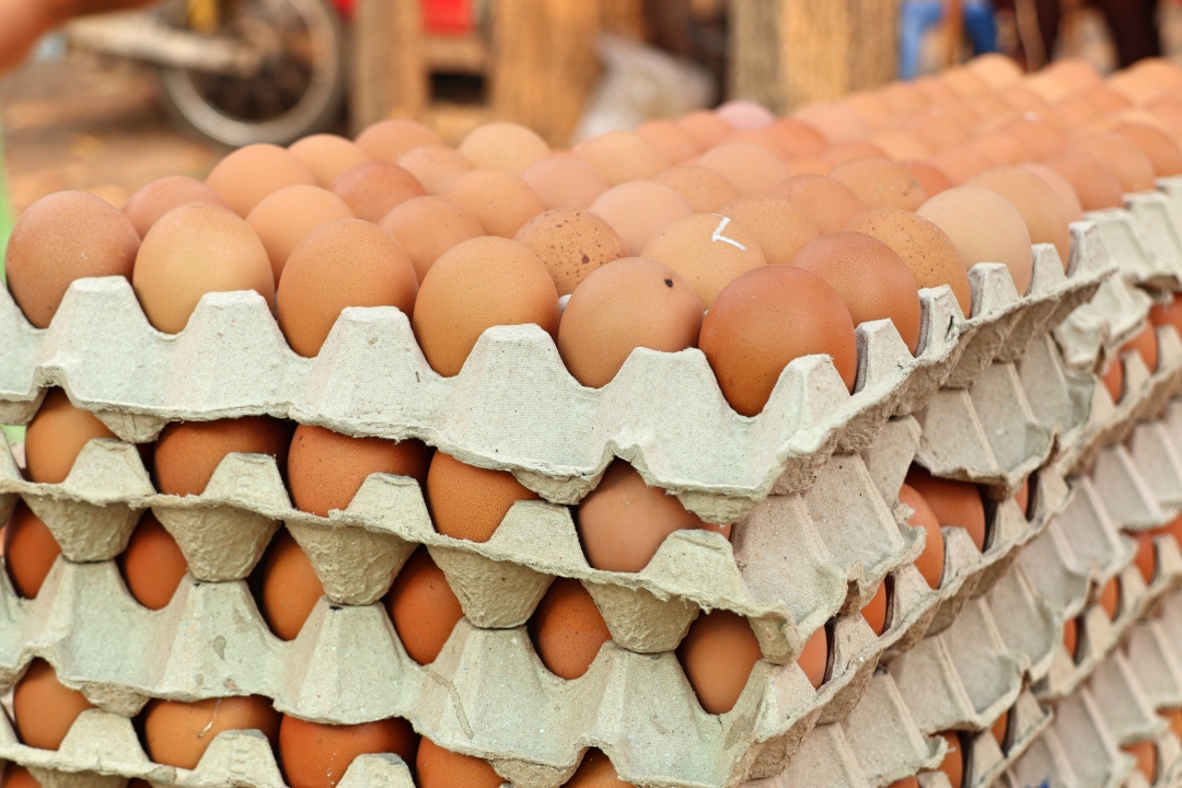 เกษตรกรเลี้ยงไก่ เผยราคาไข่ไก่ถูก ขายขาดทุน-ภาระต้นทุนวัตถุดิบอาหารสัตว์สูงซ้ำเติม