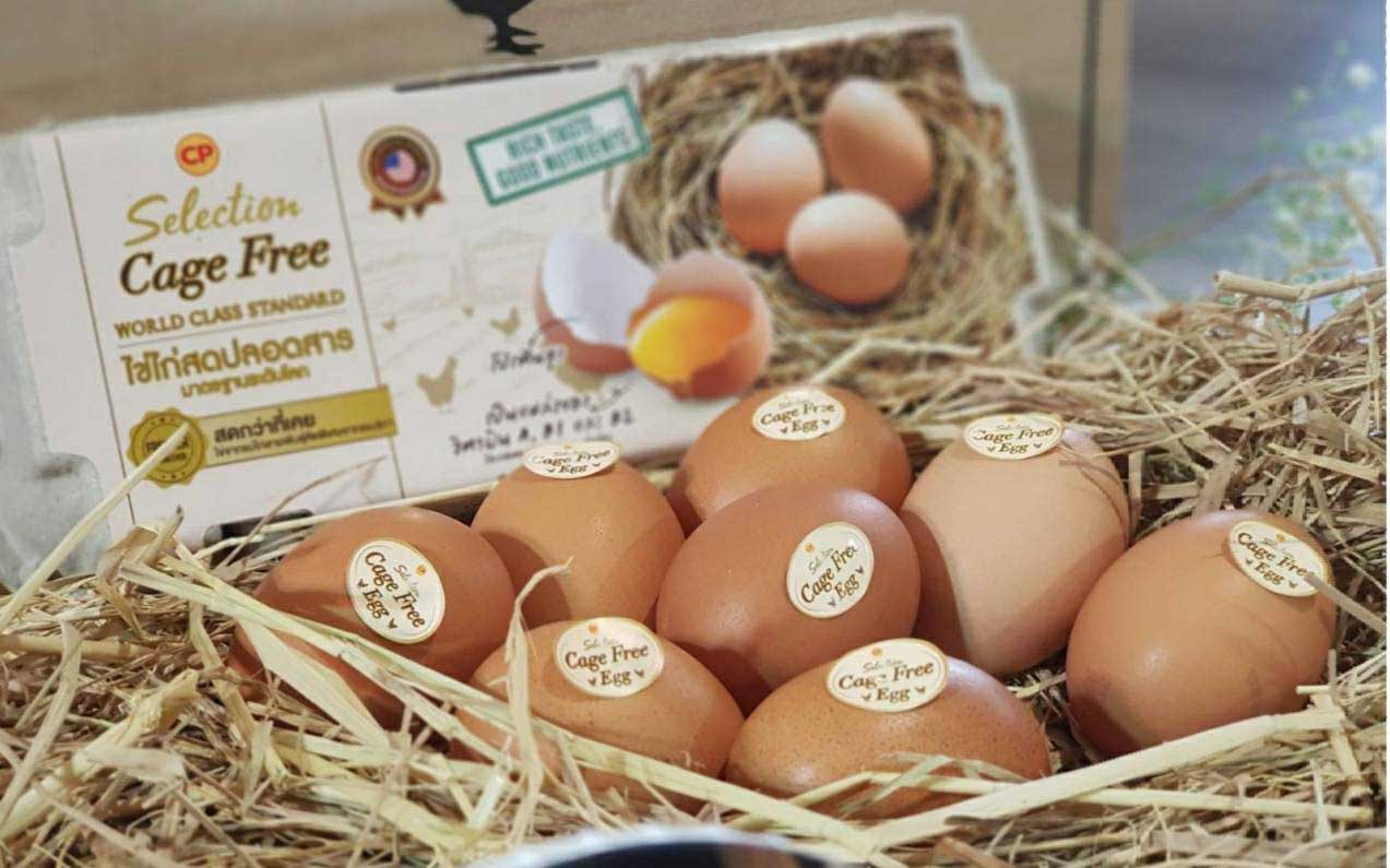 CPF Cage Free Eggs ไข่ไก่จากแม่ไก่ที่เลี้ยงแบบธรรมชาติ เพื่อสุขภาพของผู้บริโภค