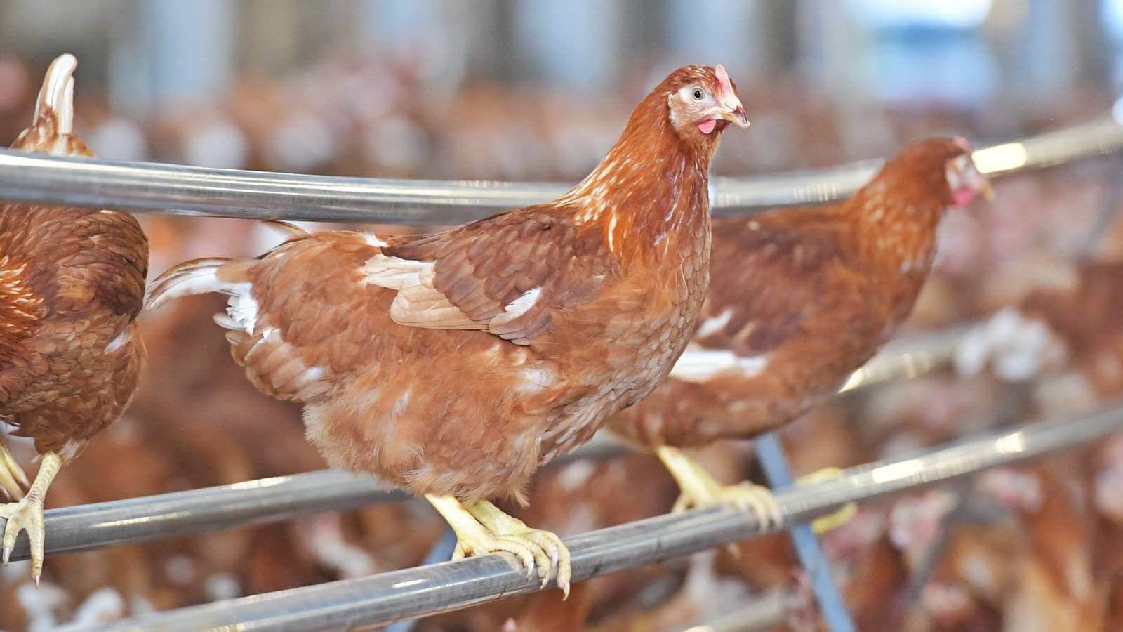 ซีพีเอฟ เตรียมพร้อมนำ ฟาร์มวังสมบูรณ์ ขอรับรองมาตรฐานฟาร์มไก่ไข่เคจฟรีของกรมปศุสัตว์