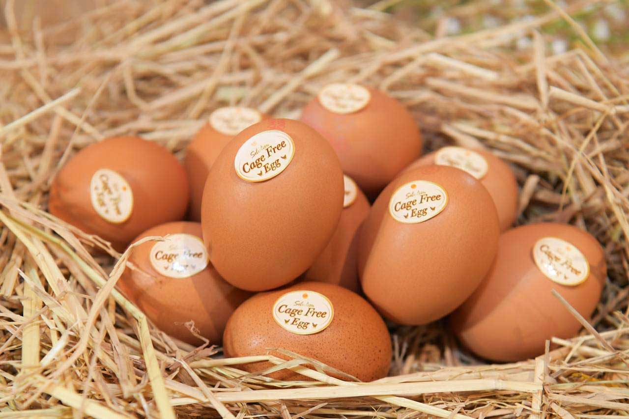 CPF supports new standard for cage-free farming practices, ready to pass on knowledge to farmers CPF supports new standard for cage-free farming practices, ready to pass on knowledge to farmers