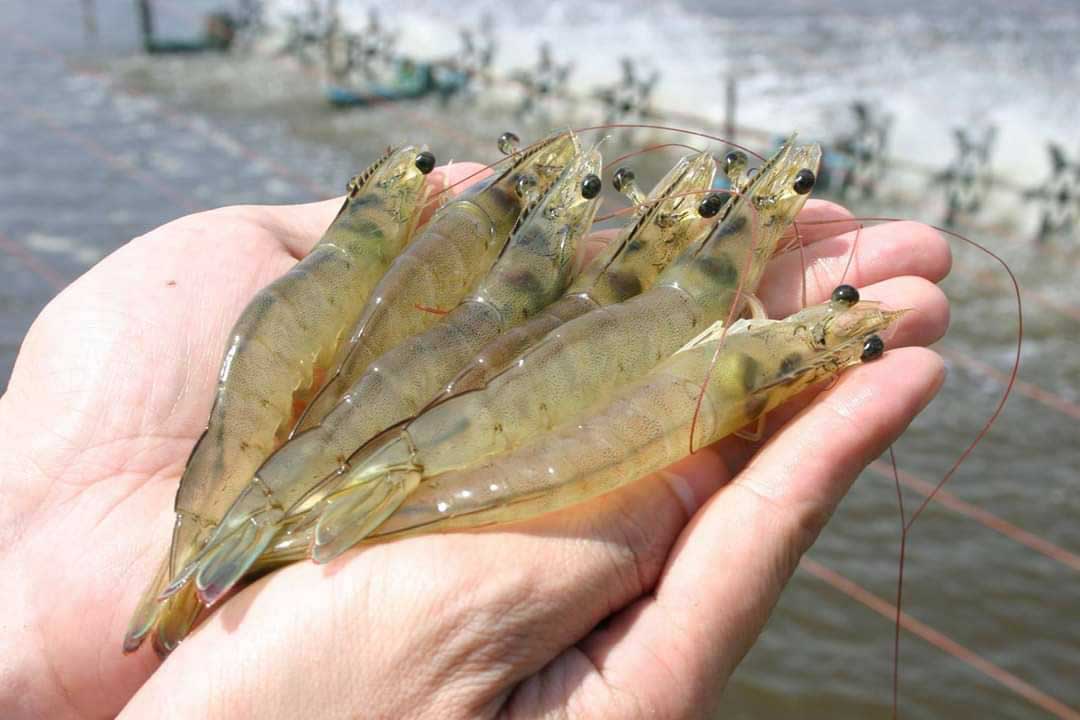 CPF promotes high-quality shrimp production for business and environmental sustainability CPF promotes high-quality shrimp production for business and environmental sustainability