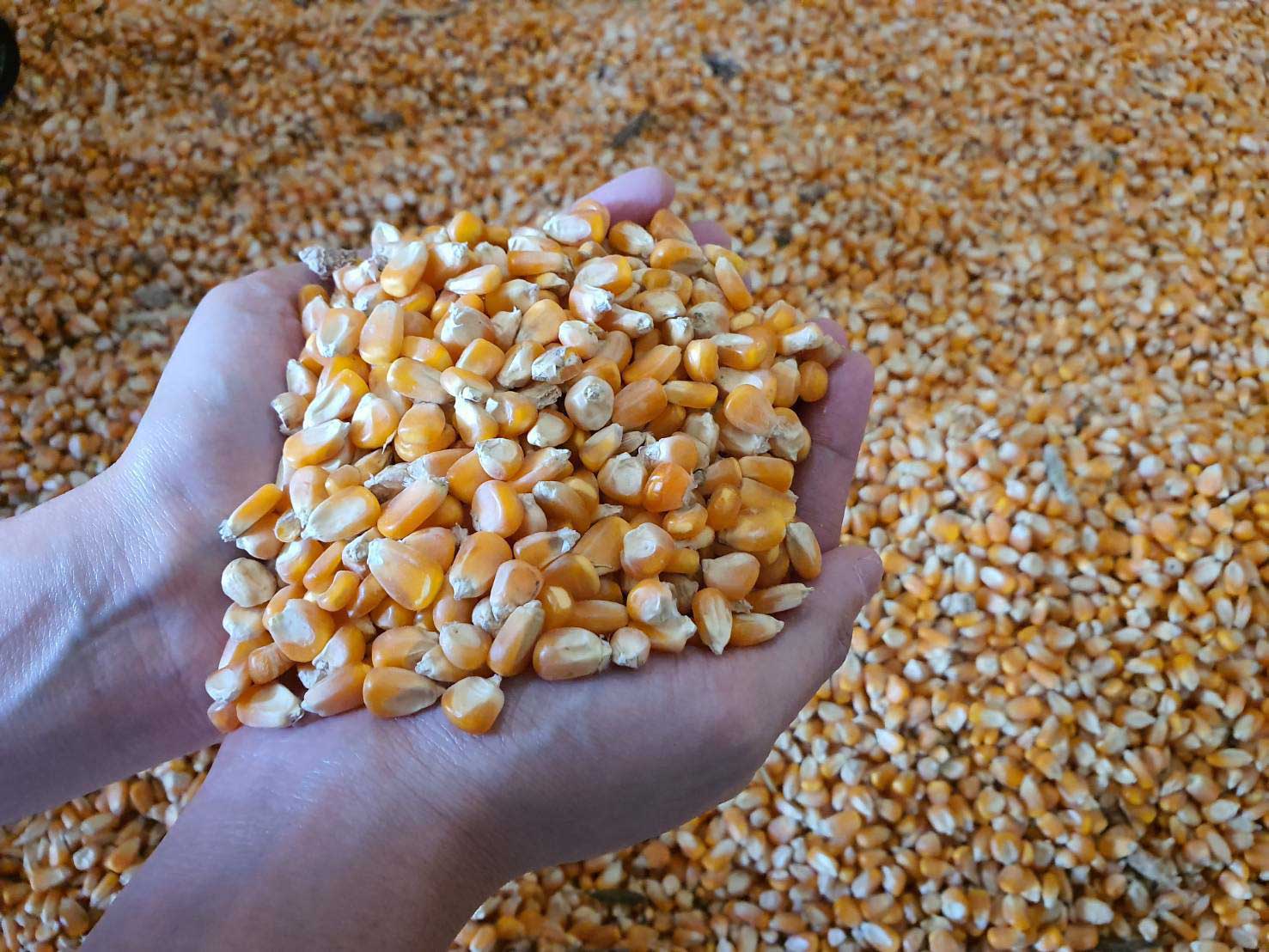 CP FOODS BRINGS NEW TECHNOLOGIES TO SUSTAINABLE CORN SOURCING