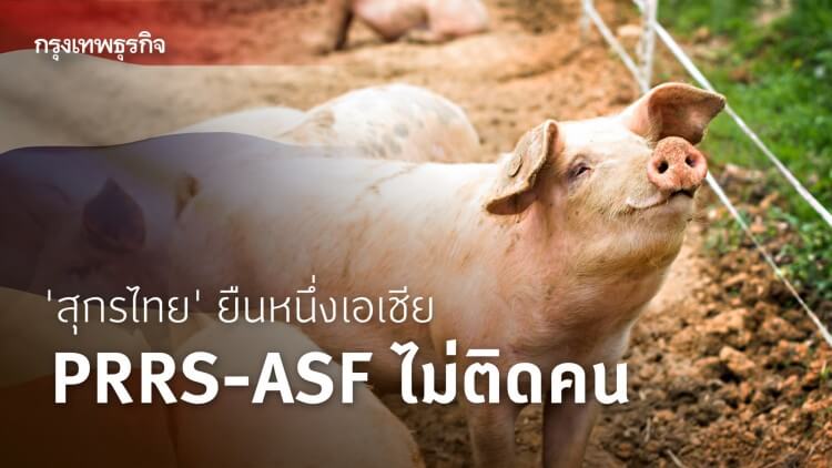 'สุกรไทย' ยืนหนึ่งเอเชีย 'PRRS-ASF' ไม่ติดคน 'สุกรไทย' ยืนหนึ่งเอเชีย 'PRRS-ASF' ไม่ติดคน