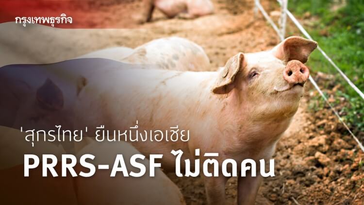 'สุกรไทย' ยืนหนึ่งเอเชีย 'PRRS-ASF' ไม่ติดคน