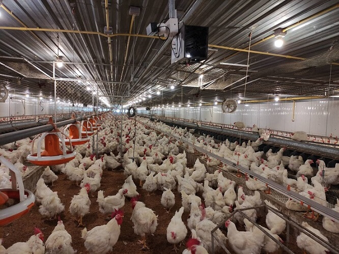 CP Foods humane farming model with animal welfare innovations CP Foods humane farming model with animal welfare innovations
