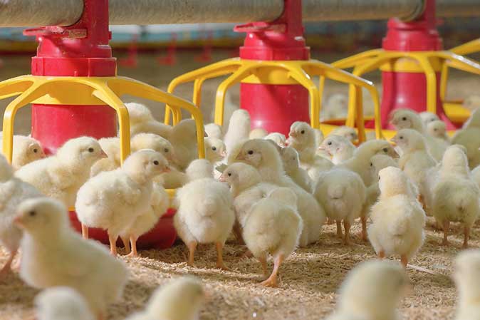 CPF underlines international animal welfare principles for safe and sustainable food production