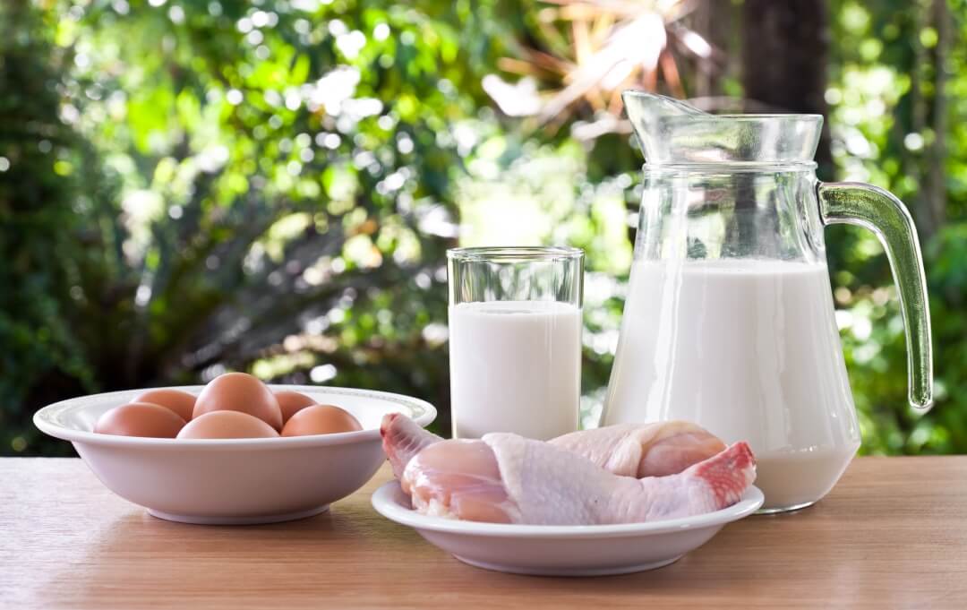ไข่และไก่ แหล่งโปรตีนชั้นดี มีประโยชน์ต่อร่างกาย