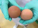CPF join the govt.'s plan to stabilize egg price 